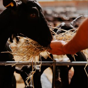 Rulo de Cabra Ecológico Natural Queso Artesano de Pasta Blanda