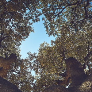 Quesos Cerrón - otono arbol